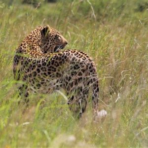 John Twydll Animal Photographer