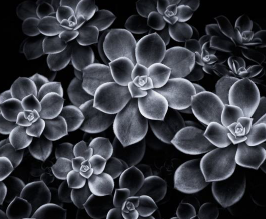 Art Challenge: Shapes in Nature