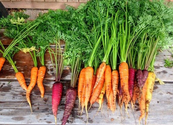 Ingredient of the Week: Carrot
