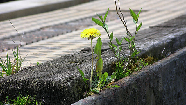 Yellow dandelion growing though the cracks in the ground between concrete and a wooden railway sleeper